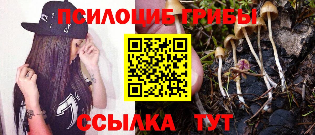 Галлюциногенные грибы Psilocybe Сосновоборск